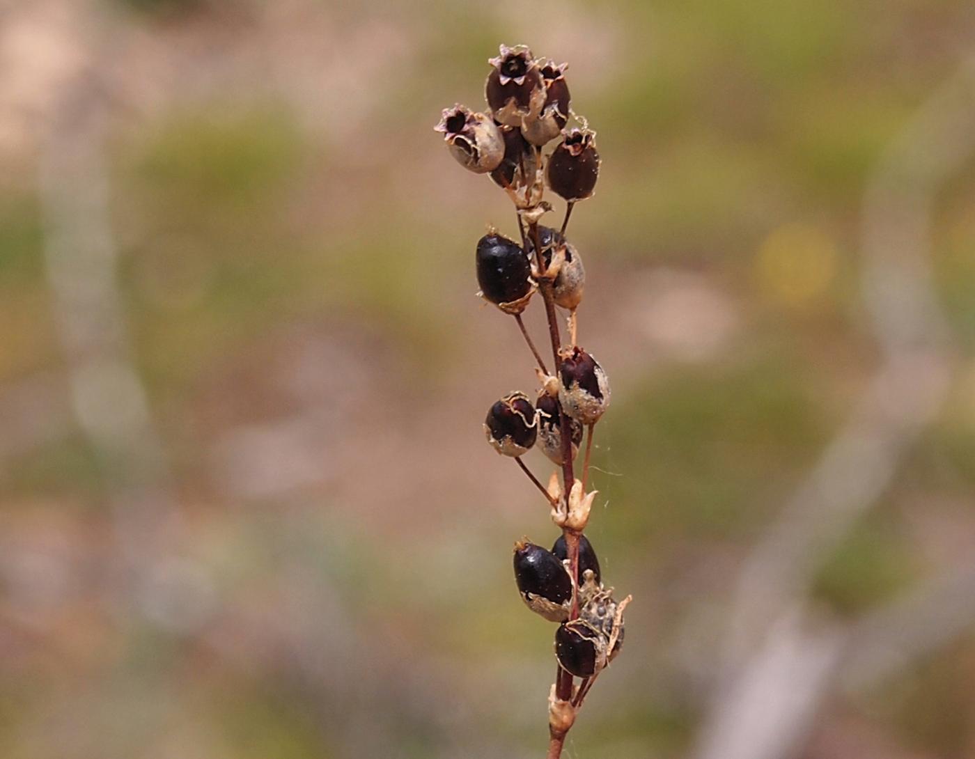 Catchfly, Spanish fruit